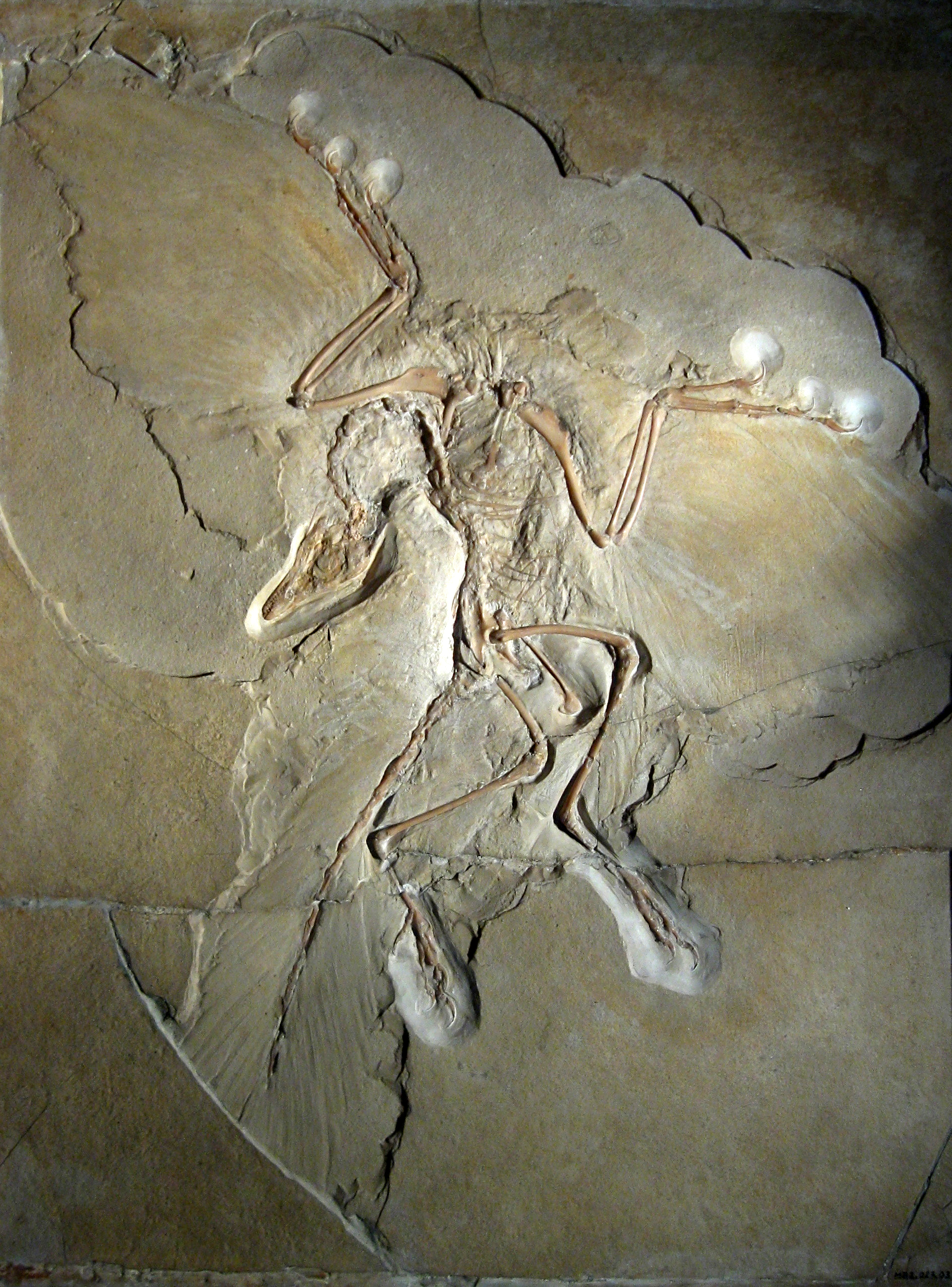 Archaeopteryx, The Berlin Specimen